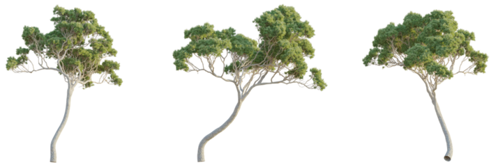 Stone pine Tree 4k cutout transparent, Tree cutout isolate on white background