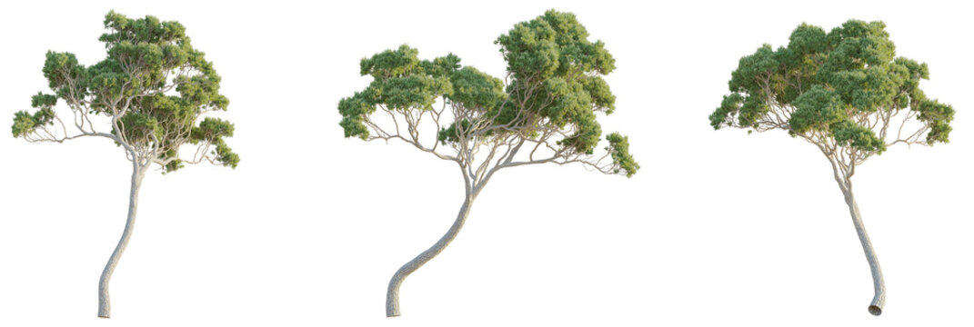 Stone pine Tree 4k cutout transparent, Tree cutout isolate on white background