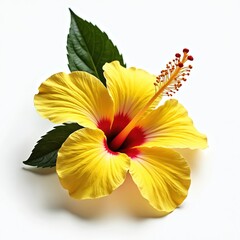 Vibrant yellow hibiscus flower with red center isolated on white background. Features large petals, stamen, green leaves. Tropical beauty, summer freshness, floral elegance. Perfect for nature,