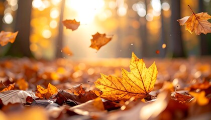 Golden autumn leaves falling