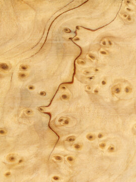 Macro photo of wood cross section Wood grain texture background