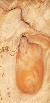 Macro photo of wood cross section Wood grain texture background