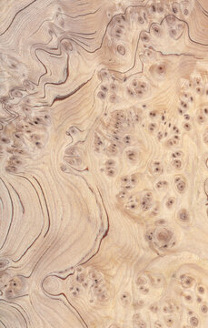 Macro photo of wood cross section Wood grain texture background