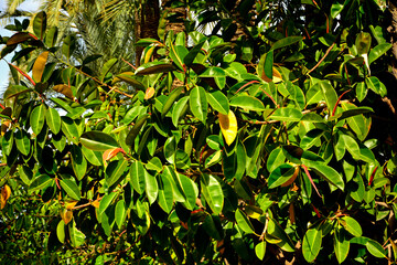 fikus sprężysty rosnący w ogrodzie, dziko rosnący fikus sprężysty, figowiec sprężysty, Ficus elastica, ficus elastica leaves close-up, rubber tree, ficus elastica growing in the garden close up