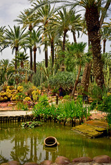 egzotyczny ogród ze stawem i wysokimi palmami, gaj palmowy ze stawem i kaktusami, Botanical garden in Elche, Alicante, spain, Water pond and palm trees and cacti, staw, palmy i kaktusy © kateej