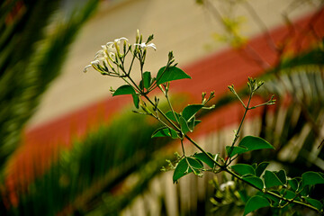 białe kwiaty jaśminu na kolorowym, rozmytym tle, Jasminum, white jasmine flowers on a colorful, blurred background