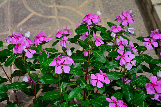 Katarantus r&oacute;żowy, barwinek r&oacute;żowy, Catharanthus roseus, Catharanthus roseus flowers, bright eyes, Cape periwinkle, graveyard plant, Madagascar periwinkle, old maid, pink periwinkle, rose periwinkle