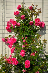 rózowa róża pnąca oparta o kratkę, kwitnąca róża pnąca na ścianie domu, flowering of a pink climbing rose in a summer garden, pink climbing rose growing outside house © kateej