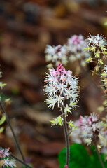 tiarella sercolistna o rózowych kwiatach, tiarella odmiana 'Spring Symphony', Tiarella polyphylla, Tiarella 'Spring Symphony', foamflowers © kateej