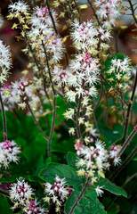 tiarella sercolistna o rózowych kwiatach, tiarella odmiana 'Spring Symphony', Tiarella polyphylla, Tiarella 'Spring Symphony', foamflowers © kateej