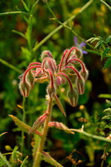 kwiaty ogórecznika w pąkach z bliska, kwitnący ogórecznik lekarski, Borago officinalis, blooming borage, borage also known as a starflowe, close-up of borago officinalis