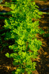 zielona pietruszka rosnąca w warzywniku w rządku, Pietruszka zwyczajna, Petroselinum crispum, Flat leaf parsley growing in a garden, ealthy parsley grown on their own  © kateej