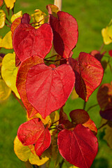 kolorowe liście judaszowca, Cercis canadensis, zblizenie liścia judaszowca, red and yellow heart shaped leaves, Redbud leaf with heart shape and red color	