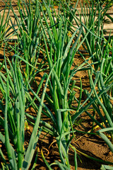 zielony szczypior cebuli uprawianej w ogrodzie, cebula w rosnąca rzędach w warzywniku, Cebula zwyczajna, Allium cepa, green onions growing in beds