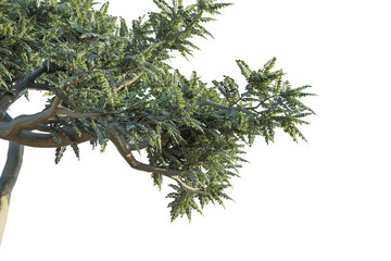 Boswellia Sacra Tree corner cutout transparent background