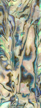 Macro photo of multicolored cockleshell texture background