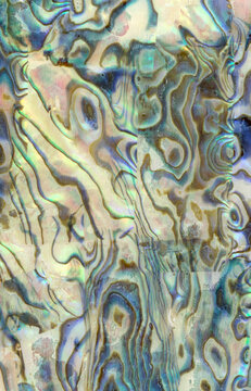 Macro photo of multicolored cockleshell texture background