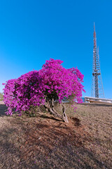 Bougainvillea glabra, the lesser bougainvillea or paperflower is the most common species of bougainvillea used for bonsai.  IIn the background is TV Tower, a landmark in Brasilia, Brazil, Oct 2023