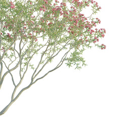 Oleander Tree corner view 4k isolate cutout