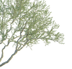 Olive  Tree corner 4k cutout transparent 