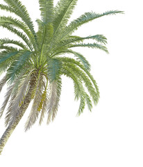 Phoenix canariensis palm Tree corner 4k cutout transparent