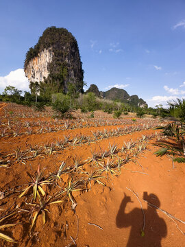 UGC person's shadow on orange soil next to pineapple plantation 