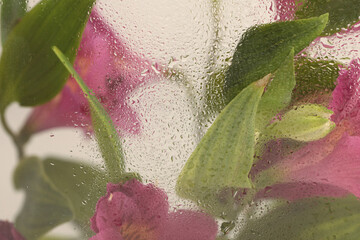 Soft focus pink Alstroemerieae lily flower, green leaf through glass with wet water drops. Abstract nature blur beige background.