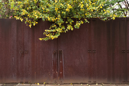 Closeup of rusty textured iron wall with woods in the background