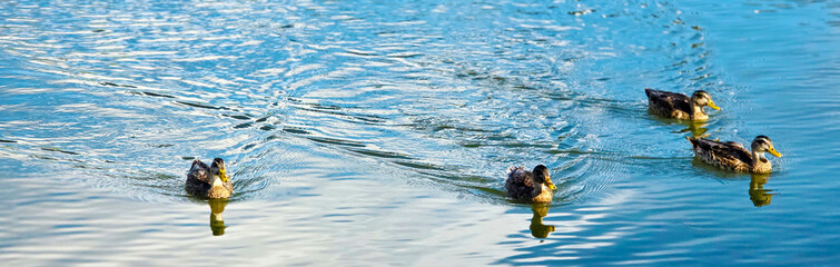 Four (4) Ducks Swim in Loose Formation Through the Lake Water with Ripples, Shadows & Reflections...