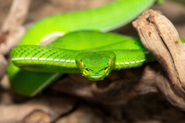 Close-up of a beautiful Vogel's pit viper (Trimeresurus vogeli), coiled on a branch. A colorful, venomous pit viper native to Southeast Asia