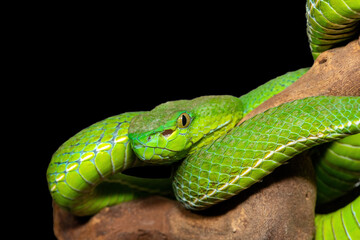 Close-up of a beautiful Vogel's pit viper (Trimeresurus vogeli), coiled on a branch. A colorful venomous pit viper native to Southeast Asia. Against a black background
