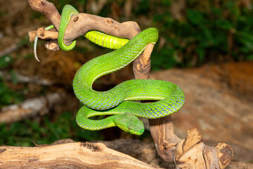 Close-up of a beautiful Vogel's pit viper (Trimeresurus vogeli), coiled on a branch. A colorful, venomous pit viper native to Southeast Asia