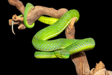 Close-up of a beautiful Vogel's pit viper (Trimeresurus vogeli), coiled on a branch. A colorful venomous pit viper native to Southeast Asia. Against a black background