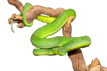 Close-up of a beautiful Vogel's pit viper (Trimeresurus vogeli), coiled on a branch. A colorful venomous pit viper native to Southeast Asia. Against a white background