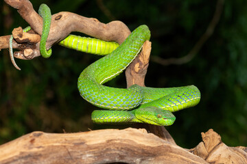 Close-up of a beautiful Vogel's pit viper (Trimeresurus vogeli), coiled on a branch. A colorful,...
