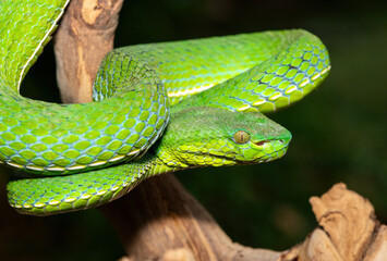 Close-up of a beautiful Vogel's pit viper (Trimeresurus vogeli), coiled on a branch. A colorful, venomous pit viper native to Southeast Asia