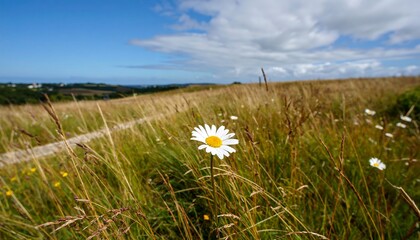 Single daisy in a field under a partly cloudy sky