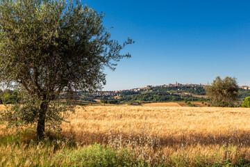 Countryside landscape with a tree in the foreground and a view of the city of Macerata on top of...
