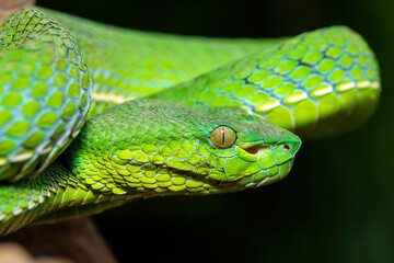 Close-up of a beautiful Vogel's pit viper (Trimeresurus vogeli), coiled on a branch. A colorful, venomous pit viper native to Southeast Asia