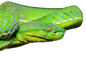 Close-up of a beautiful Vogel's pit viper (Trimeresurus vogeli), coiled on a branch. A colorful venomous pit viper native to Southeast Asia. Against a white background