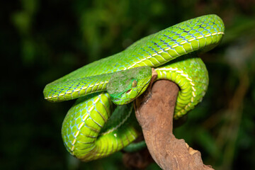 Close-up of a beautiful Vogel's pit viper (Trimeresurus vogeli), coiled on a branch. A colorful,...
