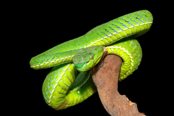 Close-up of a beautiful Vogel's pit viper (Trimeresurus vogeli), coiled on a branch. A colorful venomous pit viper native to Southeast Asia. Against a black background