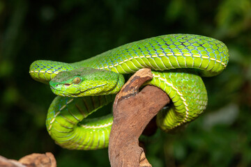 Close-up of a beautiful Vogel's pit viper (Trimeresurus vogeli), coiled on a branch. A colorful, venomous pit viper native to Southeast Asia