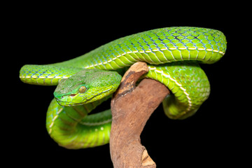 Close-up of a beautiful Vogel's pit viper (Trimeresurus vogeli), coiled on a branch. A colorful venomous pit viper native to Southeast Asia. Against a black background