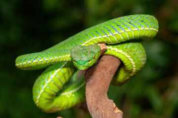 Close-up of a beautiful Vogel's pit viper (Trimeresurus vogeli), coiled on a branch. A colorful, venomous pit viper native to Southeast Asia