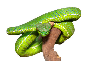 Close-up of a beautiful Vogel's pit viper (Trimeresurus vogeli), coiled on a branch. A colorful...