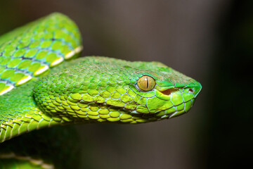 Close-up of a beautiful Vogel's pit viper (Trimeresurus vogeli), coiled on a branch. A colorful,...