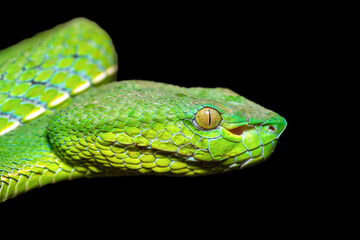 Close-up of a beautiful Vogel's pit viper (Trimeresurus vogeli), coiled on a branch. A colorful...