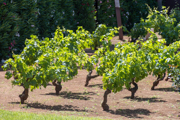 Wine industry on Sicily, green vineyards of grillo grapes near Trapani and Marsala famous wine...