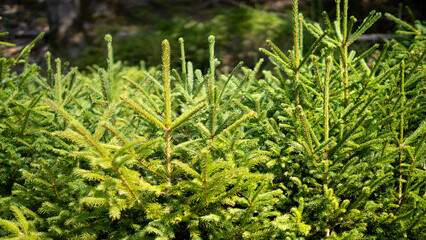 Close-up of young evergreen spruce trees with fresh green needles. A natural forest texture full of vitality.